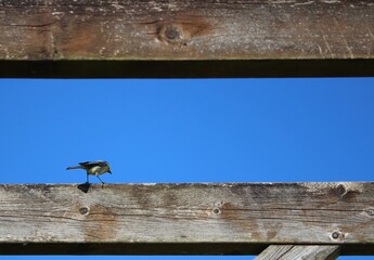 Mésange au printemps © Louisa