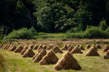 hay stacks in a field © Steve's Photos