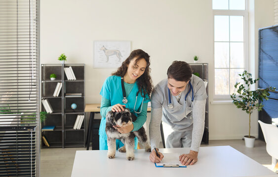 Veterinarian doctors record schnauzer dog checkup at clinic. One vet steadies the pet while a colleague writes on a clipboard, recording care. Clear professional pet healthcare concept.