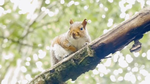 A grey squirrel (Sciurus carolinensis) watches from a tree branch. The dark brown bark of the branch is peeling. The blurred, light green leaves of the woodland canopy form the background above. 