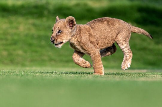 View of a young lion cub running across a green grassy field in Jahanian, Punjab, Pakistan.