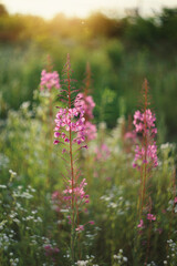 Obraz premium A photograph of a flowering shrub, fireweed, at sunset.