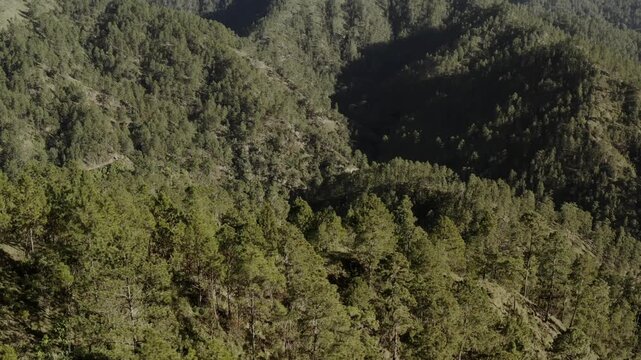 Bosque
