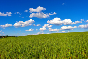 Obraz premium Weites grünes Getreidefeld unter blauem Wolkenhimmel bei Nieder-Gründau, Hessen