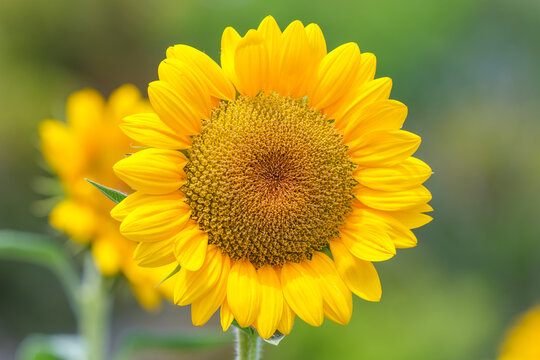 Close up of vibrant yellow sunflower in full bloom against green blurred background