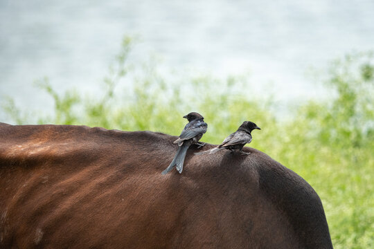 Black drongo perched on a grazing water buffalo's back