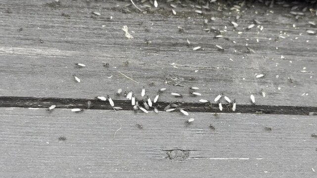 Close view of white winged insects gathering along a crack in weathered wooden boards, showing pest activity and structural infestation
