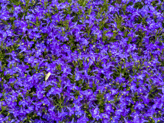 Obraz premium Trailing lobelia flowers create a vivid violet carpet in a spring garden