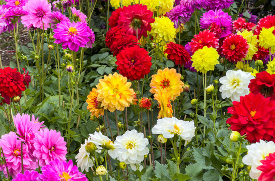 Colorful dahlia flowers in full bloom across a densely planted ornamental garden bed