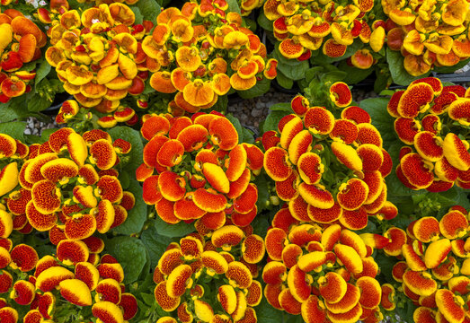 Vibrant red and yellow pocketbook flowers clustered among lush green leaves in spring