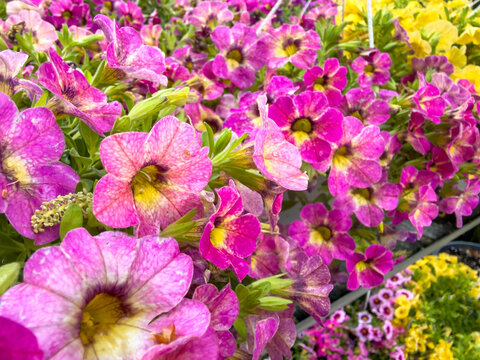 Vibrant pink calibrachoa flowers blooming across a dense spring background