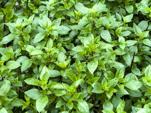 Dense Thai basil plants with vibrant green leaves forming a natural garden background