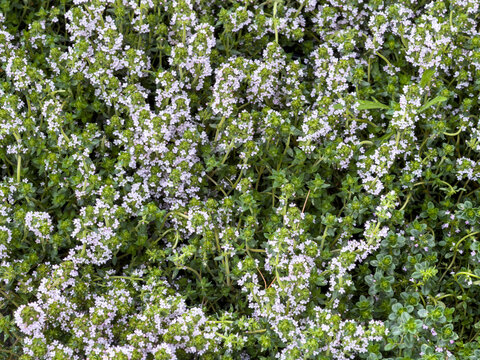 Flowering creeping thyme forms a dense carpet of pale lilac blossoms and green leaves