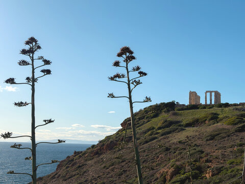 Cape Sounion coast, Attica, Greece. Flowering agave stalks frame ancient Temple of Poseidon above