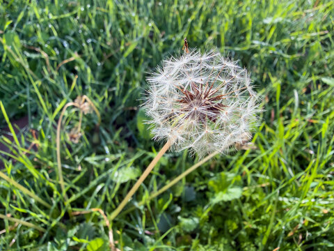 Delicate dandelion seed head glowing above dew covered grass in morning sunlight