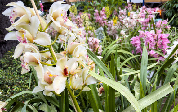 Cream cymbidium orchids blooming among lush foliage with pink flowers in background