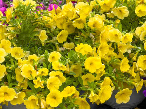 Vibrant yellow calibrachoa flowers filling a lush ornamental garden background in spring