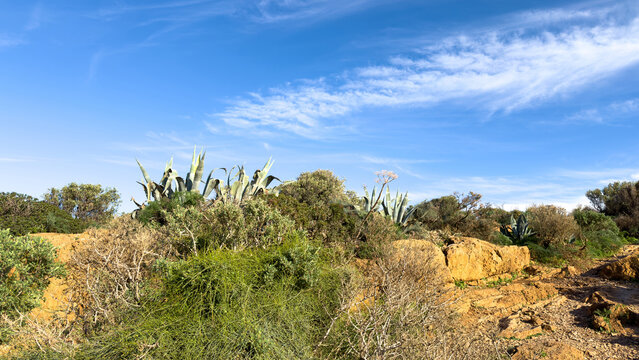 Agave plants and coastal scrub across rocky terrain under blue sky in Sounio Attika Greece