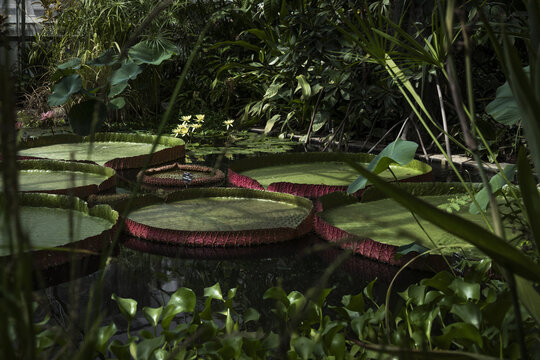 View of giant Victoria amazonica water lilies floating on the pond surface surrounded by lush tropical plants and foliage in the Oxford Botanic Garden, Oxford, England, United Kingdom.