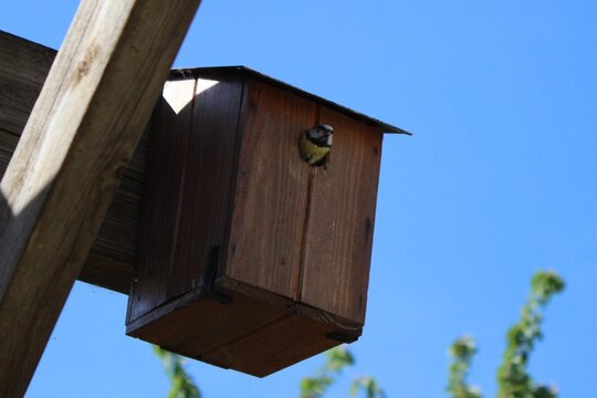 M&eacute;sange au printemps