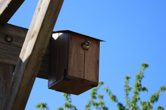 M&eacute;sange au printemps