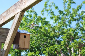 Mésange au printemps © Louisa