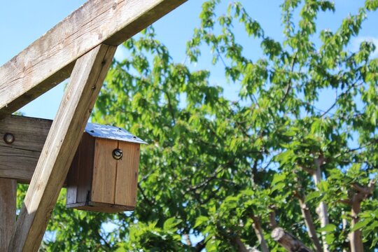 M&eacute;sange au printemps