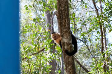 White Faced Capuchin Monkey Peeking from Behind Tree Trunk in Mangrove Jungle at Isla Damas Costa Rica © Laura