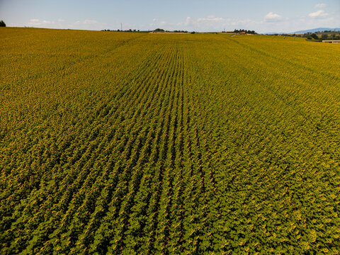 Aerial view of a vast field of sunflowers with rows stretching across the rolling hills of the Tuscan countryside in Canapille, Tuscany, Italy.