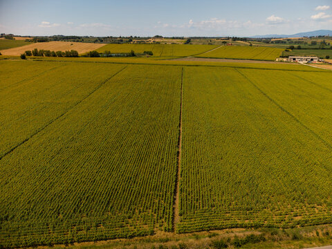 Aerial view of vast agricultural fields with rows of crops stretching across the rolling landscape of Canapille, Tuscany, Italy.
