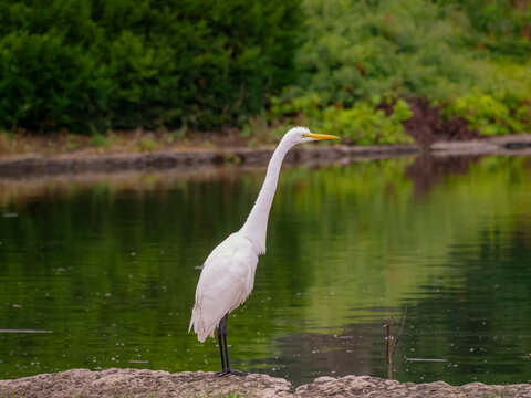 A graceful white egret standing attentively on a rocky shore by a calm reflective green pond in a park