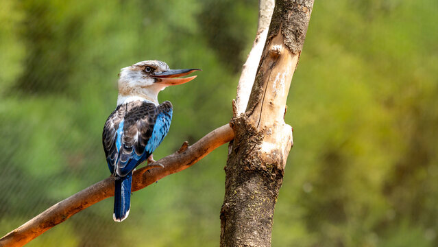 Kookaburra perch&eacute; sur une branche ensoleill&eacute;e
