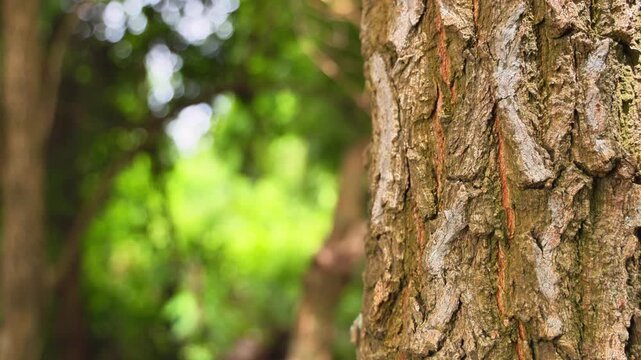 Rough Tree Trunk Beside Lush Green Foliage in Shallow Focus