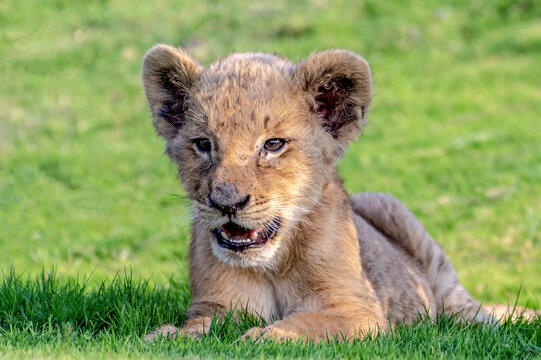 View of a young lion cub resting on green grass in Jahanian, Punjab, Pakistan.