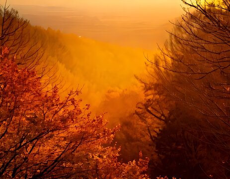 Stunning golden hour sunset view through silhouetted forest trees.