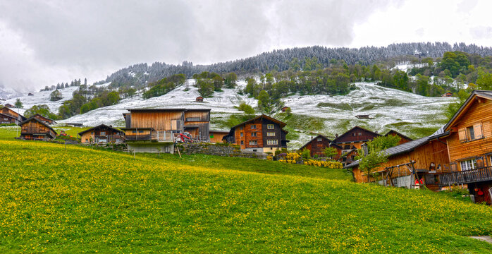 Traditionelle Holzh&auml;user inmitten bl&uuml;hender L&ouml;wenzahnwiesen in Elm im Kanton Glarus, Schweiz