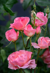 Obraz premium Close up of rose, carnation and conifer plant in a summer garden bed