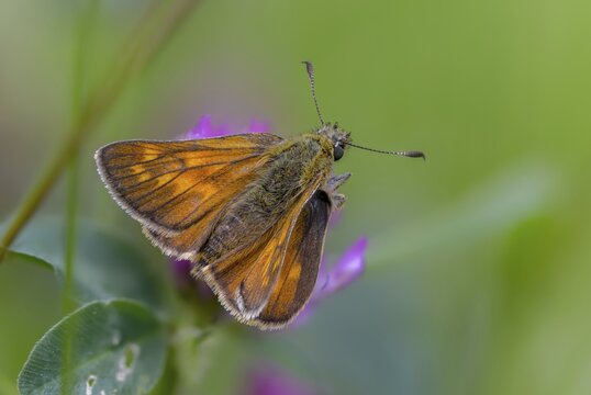 Large skipper, ochlodes sylvanus, ochlodes venatus, rust-spotted thighead, butterfly, thick-headed butterfly, insects, butterflies, butterflies