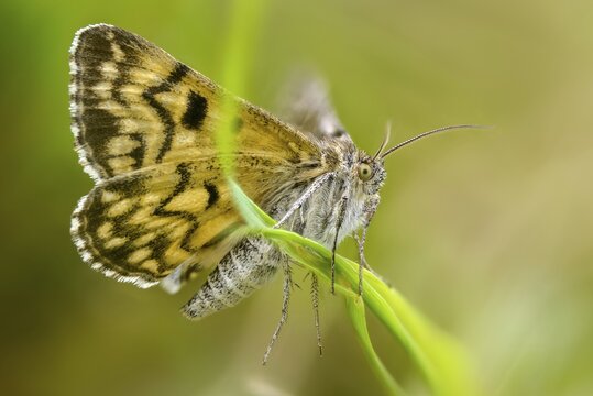 Callistege mi, Euclidia mi, owl moth, noctuidae, checktageule, butterfly, insects, moths, moths, moths, moths, butterfly
