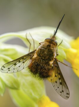 Bombylius Discolor, dotted bee-fly, spotted woolswear, diptera, high size, portrait format, insects, two-winged birds