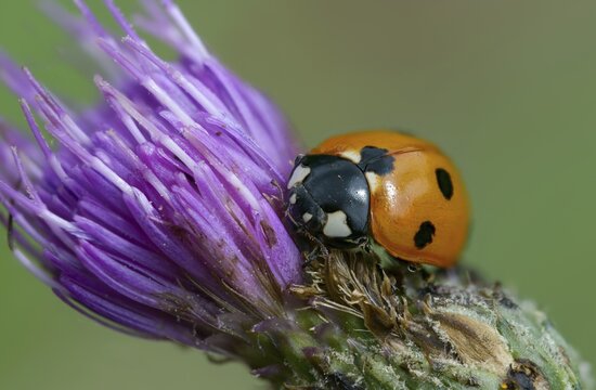 Coccinella septempunctata, seven-spotted ladybird, beetle, coleoptera, insects, beetles, seven-spot ladybird, seven-spotted ladybug