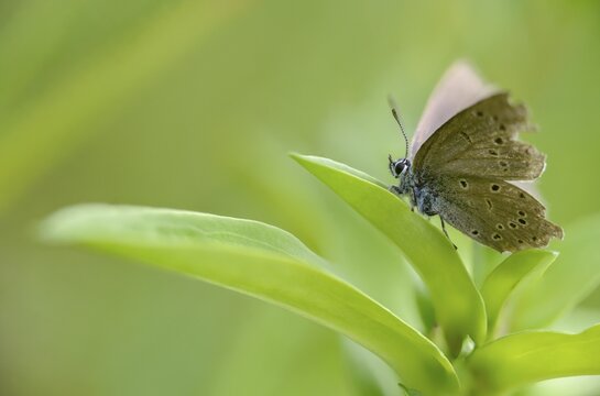 Glaucopsyche Alcon ssp. rebeli, glaucopsyche rebeli, cruciferous ant blue, maculinea rebeli, phengaris alcon ssp. rebeli, phengaris rebeli, flown off, butterfly, female, insects, butterfly, butterflies, butterflies, butterflies, female