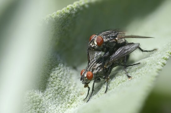 Brachycera, meat fly spec., meat flies, sarcophagidae, sarcophagidae spec., diptera, insects, copula, two-winged birds