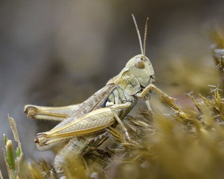 Acrididae, caelifera, common club grasshopper, spotted club scare, gomphocerinae, club scare, short-feeler, mottled grasshopper, myrmeleotettix maculatus, female, grasshopper, grasshopper, grasshopper, insects, female