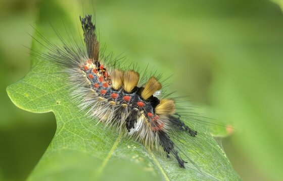 Brush spinner, owl moth, small brush spinner, Lymantriinae, noctuidae, orgyia antiqua, sloe spinner, carrier spinner, butterfly, inchworm, insects, moths, moths, moth, caterpillar, rusty tussock moth, butterfly, vapourer