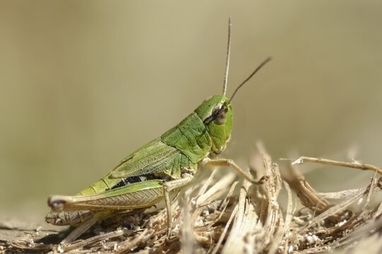 Acrididae, Caelifera, Chorthippus parallelus, field locusts, common grasshoppers, gomphocerinae, short-feeler, pseudochorthippus parallelus, female, grasshoppers, grasshoppers, insects, meadow grasshoppers, insects, meadow grasshoppers, female