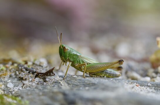 Acrididae, Caelifera, Chorthippus parallelus, field locusts, common grasshoppers, gomphocerinae, short-feeler scare, pseudochorthippus parallelus, grasshoppers, grasshoppers, insects, male, meadow grasshopper, male