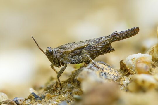 Cepero's groundhopper, sand groundhopper, tetrix ceperoi, western spinhopper, grasshopper, grasshopper, grasshopper, grasshoppers, insects
