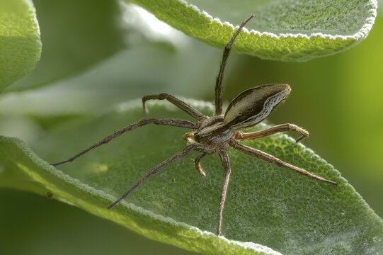 Araneomorphae, bridal gift spider, nursery web spider, pisaura mirabilis, arachnids, arthropods, arthropods, hunting spiders, spiders, spiders