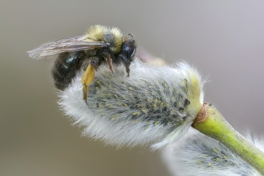 Andrena vaga, andrenidae, floodplain bee, grey-backed mining bee, hymenoptera, sand bee, willow sand bee, female, insects, insects, female